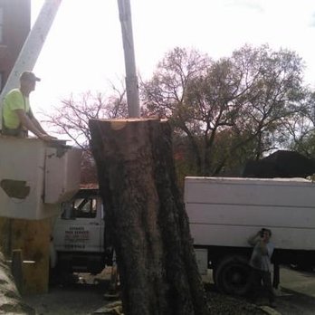 Cut Right Tree Service - Tree Services Near Me - Chattanooga, Tennessee