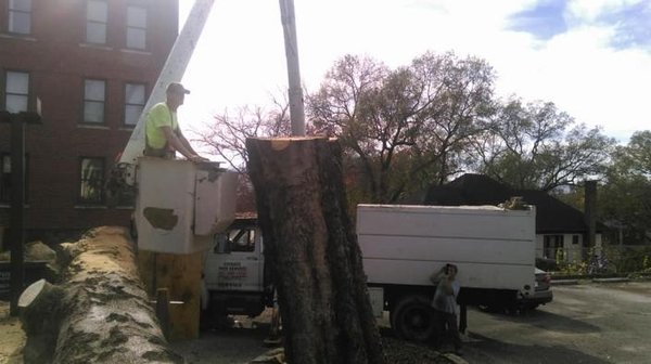 CUT RIGHT TREE SERVICE - Updated June 2026 - 14 Photos - 3115 Curtis St ...