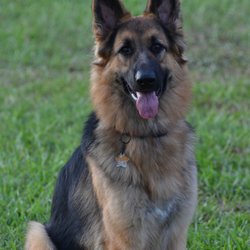 Great Companion Dog Training