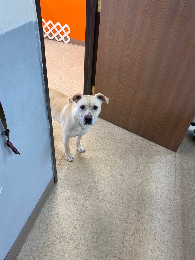 QUEBEC HIGHLANDS PET GROOMING 37 Photos & 15 Reviews 7146 E County