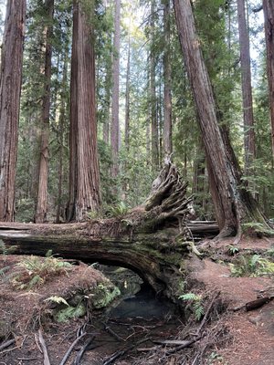 Montgomery Woods State Natural Reserve by null