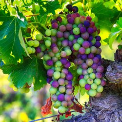 Wine Safari