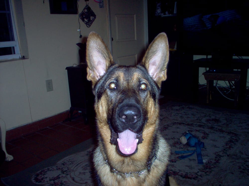 CANINE DIMENSIONS DOG TRAINING Updated September 2024 1428 SE 2nd