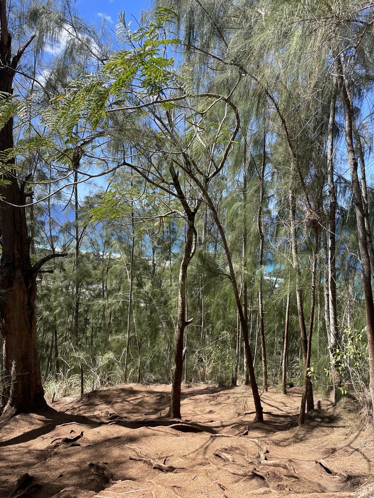 EHUKAI PILLBOX HIKE Updated June 2024 958 Photos & 188 Reviews 59178 Kamehameha Hwy