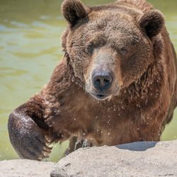 Turpentine Creek Wildlife Refuge - Bam Bam, a grizzly bear, loves his pool and showing off for visitors. Become a member today!