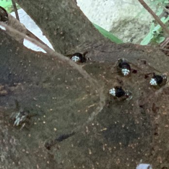 Bug Us Pest Control - Pest Control Near Me - Belvidere, New Jersey Bug Us Pest Control - Pest Control Near Me - Belvidere, New Jersey