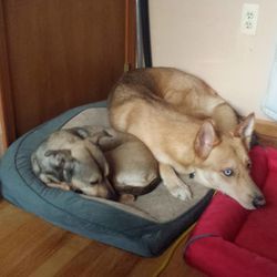 Perfect Pooches