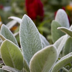 URBANherbal - Lamb's Ear in the Garden