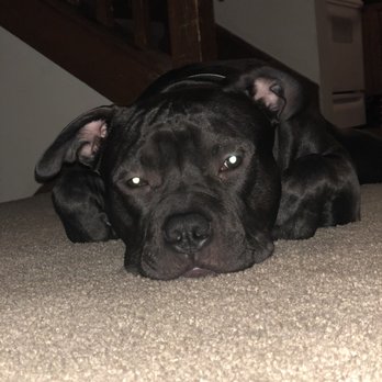 A Very Important Pet - Pet Sitting Near Me - Clearwater, Florida A Very Important Pet - Pet Sitting Near Me - Clearwater, Florida