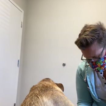 Jessica Paige, DC - Dr. Paige was amazing with our pitbull mix, Auggie!! He loved her. - Chiropractors Near Me - San Jose, California Jessica Paige, DC - Dr. Paige was amazing with our pitbull mix, Auggie!! He loved her. - Chiropractors Near Me - San Jose, California