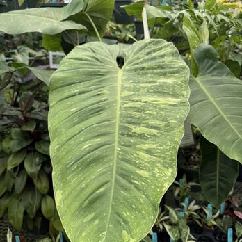 E.F.G. Orchids - Nurseries & Gardening Near Me - Deland, Florida E.F.G. Orchids - Nurseries & Gardening Near Me - Deland, Florida