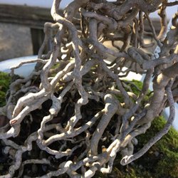 Bonsai by Dori
