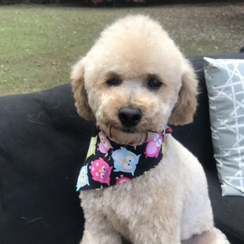Paws Pet Salon - Pet Groomers Near Me - Roswell, Georgia
