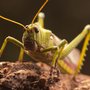 Photo of Verminator Pest Control