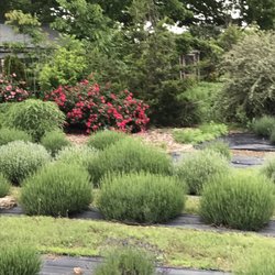 Evergreen Lavender Farm
