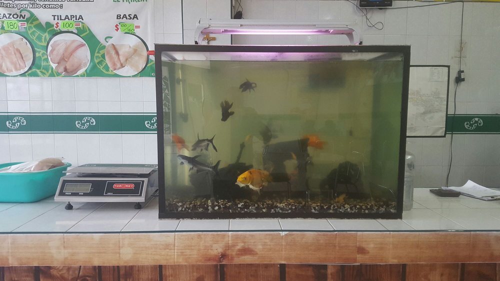 Pescadería y Mariscos el Marlin