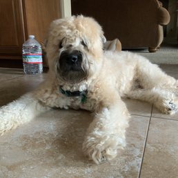 Before his summer cut... way too HOT!!!!! But Cute!!!! Before his summer cut... way too HOT!!!!! But Cute!!!!