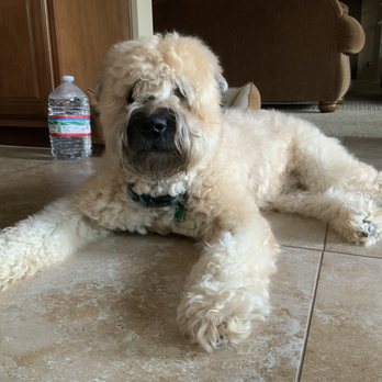 Pet Evolution - Cypress - Before his summer cut... way too HOT!!!!! But Cute!!!! - Pet Groomers Near Me - Cypress, Texas Pet Evolution - Cypress - Before his summer cut... way too HOT!!!!! But Cute!!!! - Pet Groomers Near Me - Cypress, Texas