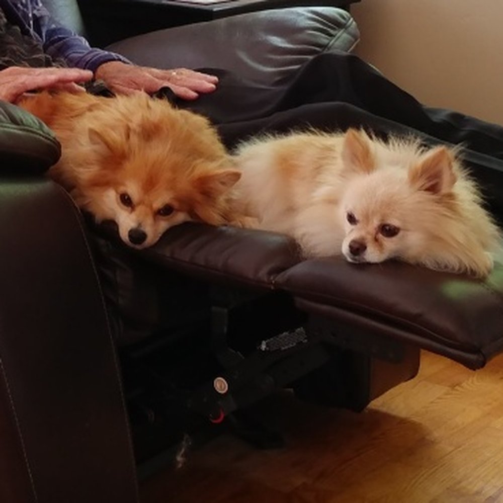 Mobile Pet Grooming - Dogs before being groomed. - Pet Groomers Near Me Mobile Pet Grooming - Dogs before being groomed. - Pet Groomers Near Me