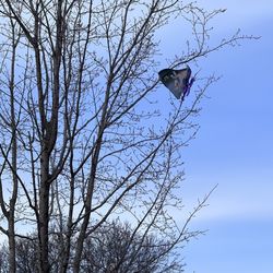 Bossard Park - Kite eating tree in the park!!