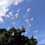Photo of Mike and Cyn's Family Bird Release