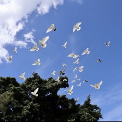Mike and Cyn's Family Bird Release