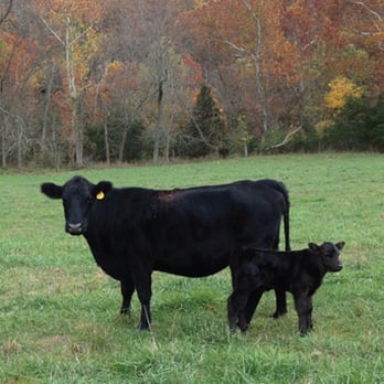 White Angus Ranch - Ranches Near Me - Richland, Missouri White Angus Ranch - Ranches Near Me - Richland, Missouri