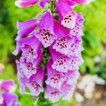 The Flower Fields - Venues & Event Spaces Near Me - Carlsbad, California The Flower Fields - Venues & Event Spaces Near Me - Carlsbad, California