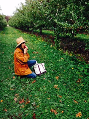 Wilklow Orchards by null