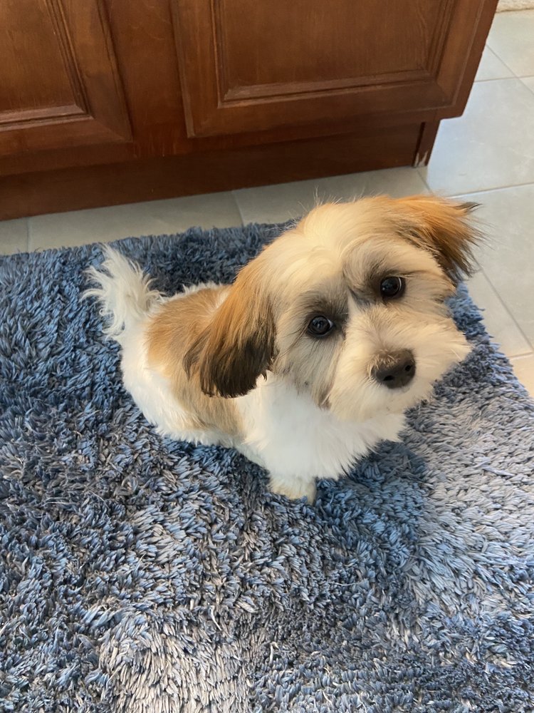 SNAZZY PETS Updated September 2024 151 S State St, Belvidere