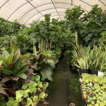 Cordova Gardens - Entering the fiddle leaf forest - Nurseries & Gardening Near Me - Encinitas, California Cordova Gardens - Entering the fiddle leaf forest - Nurseries & Gardening Near Me - Encinitas, California
