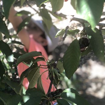 Lazy K Ranch Cherry U-Pick - Toddler picking cherries - Pick Your Own Farms Near Me - Gilroy, California