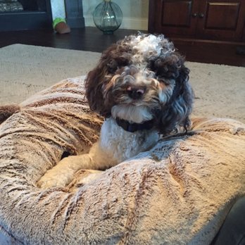 Southern Doodlin - Pet Services Near Me - Atascosa, Texas Southern Doodlin - Pet Services Near Me - Atascosa, Texas