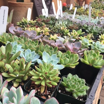 Succulence - Succulents - Team Building Activities Near Me Succulence - Succulents - Team Building Activities Near Me