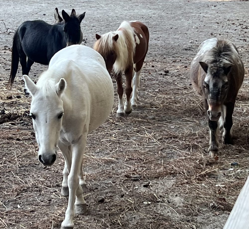 CIRILLO ACRES THERAPY AND RESCUE FARM Updated August 2024 105 Pinto