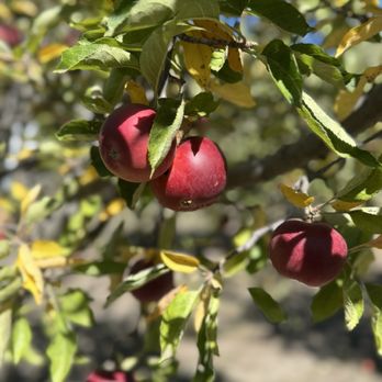 Ranchita Del Reo - Lots of Apples - Pick Your Own Farms Near Me - Julian, California Ranchita Del Reo - Lots of Apples - Pick Your Own Farms Near Me - Julian, California