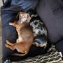 Photo of Boy Meets Dog Chicago