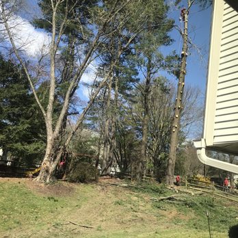 Unlimbited Tree Service - One of three large pines removed. - Tree Services Near Me - Severn, Maryland Unlimbited Tree Service - One of three large pines removed. - Tree Services Near Me - Severn, Maryland