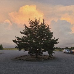 Cedar Hollow Winery and Vineyard - The double Cedar in the parking lot.