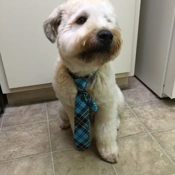 Befur and After - My Wheaten Riley.. - Pet Groomers Near Me - Kennesaw, Georgia