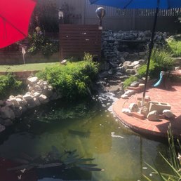 Fish Pond 5.30.22