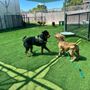 Photo of The Ruff House Stay & Play at Greenbrier