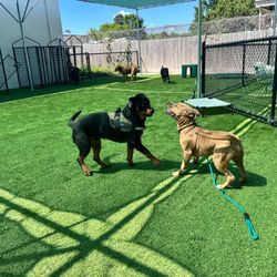 The Ruff House Stay & Play at Greenbrier