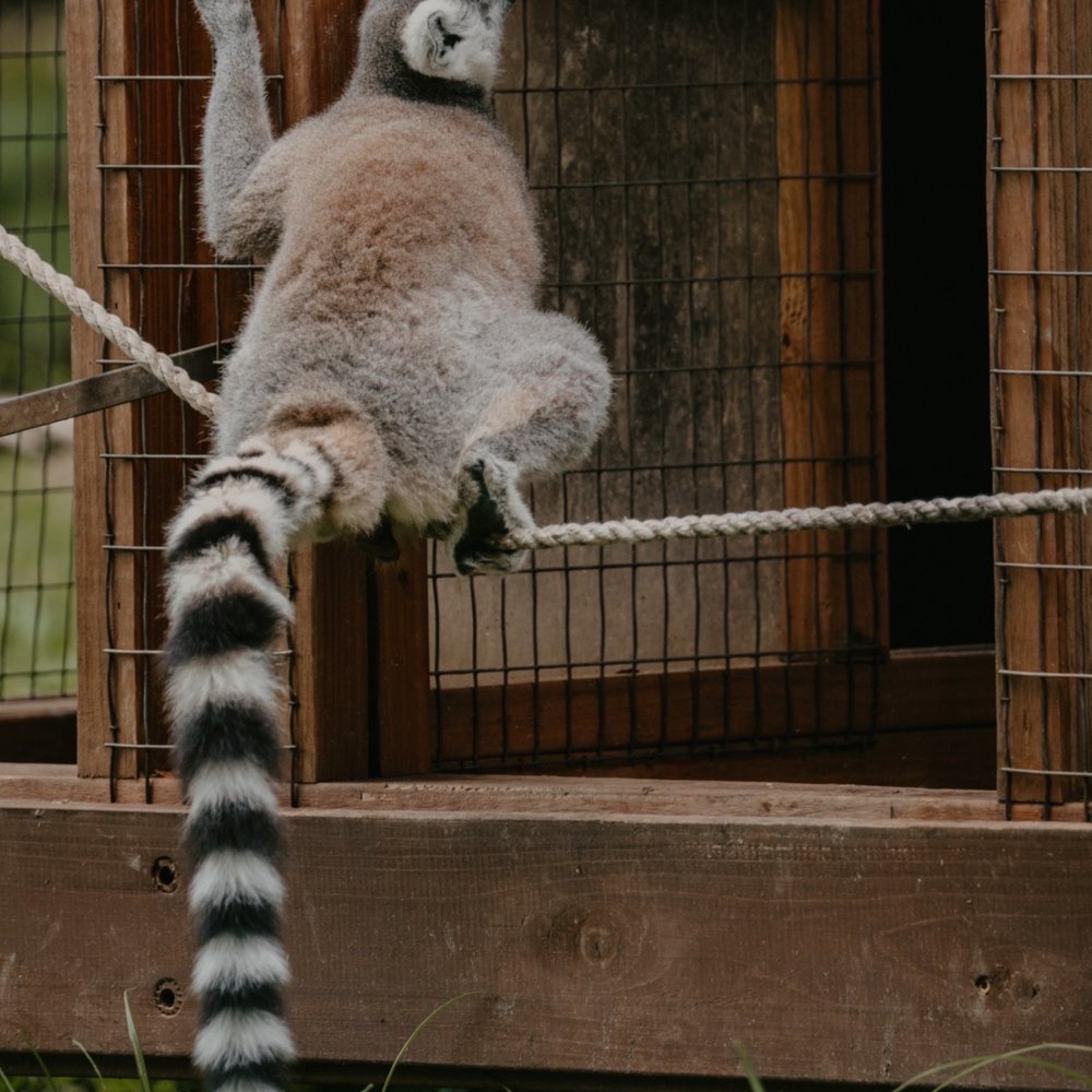 Grant's Farm - Lemur - Attraction Farms Near Me - St. Louis, Missouri