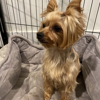 Sarah Pet grooming  - My fur baby! - Pet Groomers Near Me - Riverside, California
