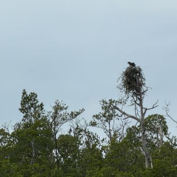 The Dolphin Explorer - Osprey building a nest! - Boating Near Me - Marco Island, Florida