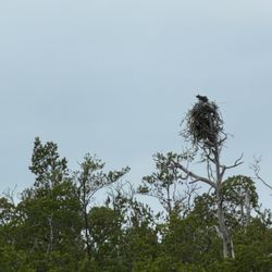 The Dolphin Explorer - Osprey building a nest!