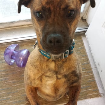 Instinct Dog Behavior & Training - Pet Training Near Me - New York, New York Instinct Dog Behavior & Training - Pet Training Near Me - New York, New York
