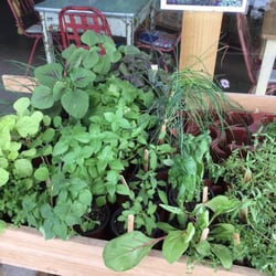 Julia's Pantry - Take home fresh, ready to be planted herbs