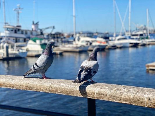 Jack London Square by null